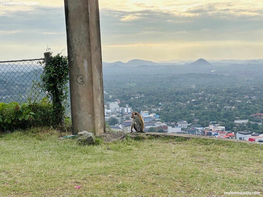 There are toque macaques in Athugala rock